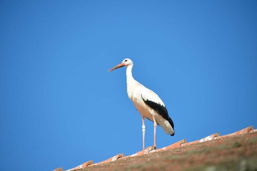 stork, bird, animal, rattle stork, white stork, roof, nature, brick, roof panels